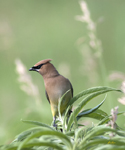Cedar Waxwing 9383